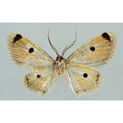 /filer/webapps/moths/media/images/A/abiyi_Orbamia_HT_ZSMb.jpg