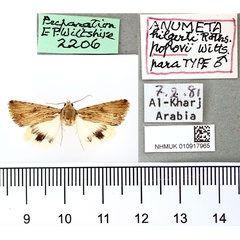 /filer/webapps/moths/media/images/P/popovi_Anumeta_PTM_BMNH.jpg