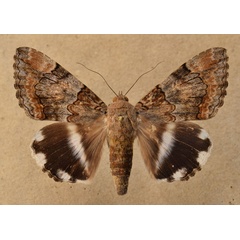 /filer/webapps/moths/media/images/C/catella_Achaea_A_Butler_02.jpg