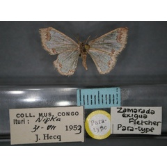 /filer/webapps/moths/media/images/E/exigua_Zamarada_PT_RMCA_01.jpg
