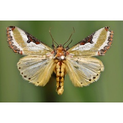 /filer/webapps/moths/media/images/C/capensis_Ovios_A_Butler.jpg