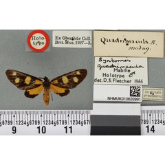 /filer/webapps/moths/media/images/Q/quadrimacula_Naclia_HT_BMNHa.jpg