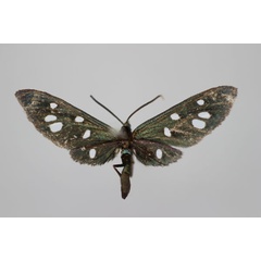 /filer/webapps/moths/media/images/M/monothyris_Amata_HT_BMNH.jpg