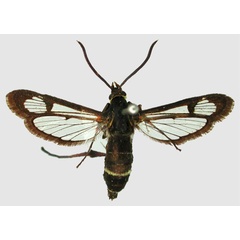/filer/webapps/moths/media/images/T/tricinctus_Macrotarsipodes_AF_TMSAa.jpg