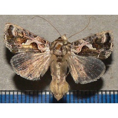 /filer/webapps/moths/media/images/D/dorfmeisteri_Ctenoplusia_A_Goff_01.jpg