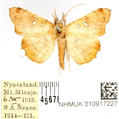 /filer/webapps/moths/media/images/V/vicaria_Egnasia_AM_BMNH.jpg