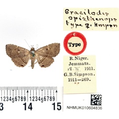 /filer/webapps/moths/media/images/O/opisthenops_Gracilodes_HT_BMNH.jpg