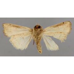 /filer/webapps/moths/media/images/U/ustata_Leucania_A_RMCA_02.jpg