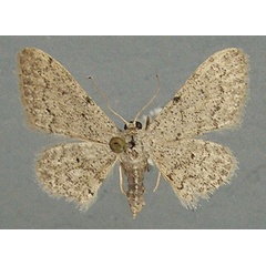 /filer/webapps/moths/media/images/N/nasifera_Idaea_AF_TMSA_01.jpg