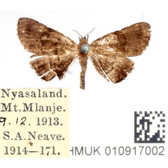 /filer/webapps/moths/media/images/N/nyasica_Rhesala_AM_BMNH.jpg