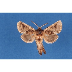 /filer/webapps/moths/media/images/S/sticticosta_Arbelodes_AM_NMK.jpg