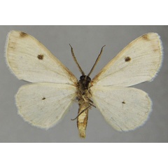 /filer/webapps/moths/media/images/P/proximaria_Colocleora_AM_ZSMb.jpg