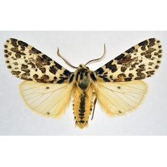 /filer/webapps/moths/media/images/Y/yemenensis_Spilosoma_AM_NHMO.jpg