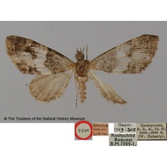 /filer/webapps/moths/media/images/N/nigribasis_Tephroclystia_HT_BMNH.jpg