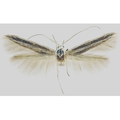 /filer/webapps/moths/media/images/D/dixella_Coleophora_HT_ZMHB.jpg