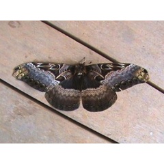 /filer/webapps/moths/media/images/B/bramarbas_Dactyloceras_A_Guyonnet_01.jpg