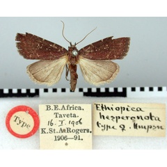 /filer/webapps/moths/media/images/H/hesperonota_Ethiopica_HT_BMNH.jpg