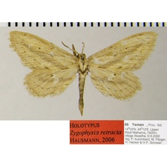 /filer/webapps/moths/media/images/R/retracta_Scopula_HT_ZSMa.jpg