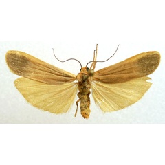 /filer/webapps/moths/media/images/G/guineacola_Brunia_AM_Bucsek.jpg