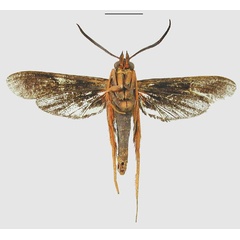 /filer/webapps/moths/media/images/G/gigantipes_Megalosphecia_HT_MNHNb.jpg