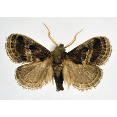 /filer/webapps/moths/media/images/U/ugandensis_Halseyia_AM_NHMO.jpg