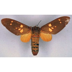 /filer/webapps/moths/media/images/U/ugandae_Balacra_HT_BMNH_01.jpg
