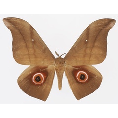 /filer/webapps/moths/media/images/P/phaedusa_Lobobunaea_AM_Basquin_03a.jpg