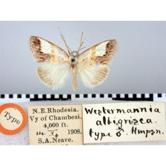/filer/webapps/moths/media/images/A/albigrisea_Westermannia_HT_BMNH.jpg