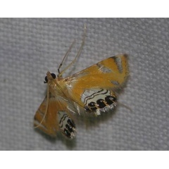 /filer/webapps/moths/media/images/T/tripunctalis_Eoophyla_A_Jorpeland.jpg