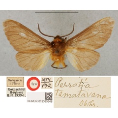 /filer/webapps/moths/media/images/T/tamatavana_Perrotia_HT_BMNH.jpg