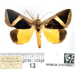 /filer/webapps/moths/media/images/H/hayesi_Fodina_AM_BMNH.jpg