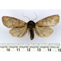 /filer/webapps/moths/media/images/R/rougeoti_Batuana_AM_BMNH.jpg