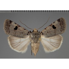 /filer/webapps/moths/media/images/M/melanephra_Lycophotia_AF_Fiebig.jpg
