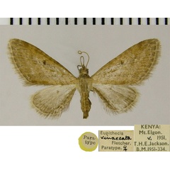 /filer/webapps/moths/media/images/V/vinaceata_Eupithecia_PTF_ZSM.jpg