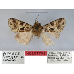 /filer/webapps/moths/media/images/B/bergeri_Nyodes_HT_RMCA.jpg