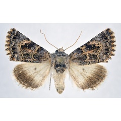 /filer/webapps/moths/media/images/K/kneuckeri_Acrobyla_AF_NHMO.jpg