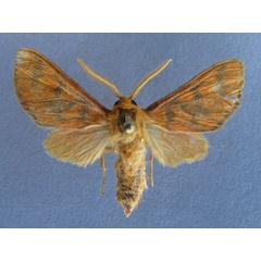 /filer/webapps/moths/media/images/P/pareclecta_Rhipidarctia_A_Baron_02.jpg