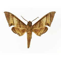 /filer/webapps/moths/media/images/O/orthographus_Polyptychus_AM_Basquin_02.jpg