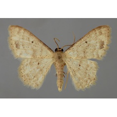/filer/webapps/moths/media/images/S/submaculata_Idaea_A_ZSM_01.jpg