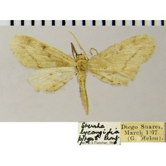 /filer/webapps/moths/media/images/L/lycaugidia_Idaea_PTM_ZSMa.jpg