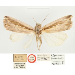 /filer/webapps/moths/media/images/P/panarista_Mythimna_AT_BMNH.jpg