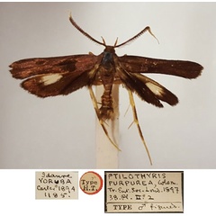 /filer/webapps/moths/media/images/P/purpurea_Psilothyris_AM_BMNH.jpg