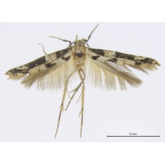 /filer/webapps/moths/media/images/A/albofasciata_Epermenia_HT_BMNH.jpg