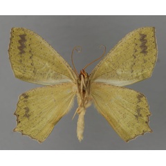 /filer/webapps/moths/media/images/C/cinctuta_Dryochlora_A_ZSM_02.jpg