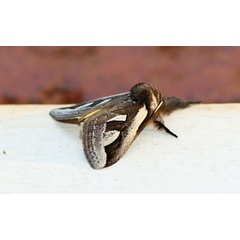 /filer/webapps/moths/media/images/A/africana_Neomardara_A_Voaden.jpg