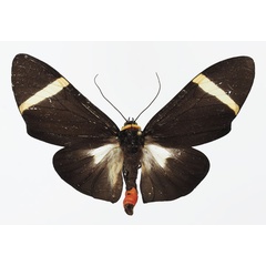 /filer/webapps/moths/media/images/H/holoclera_Karschiola_AM_Basquin.jpg