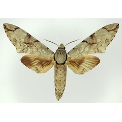 /filer/webapps/moths/media/images/B/buchholzi_Macropoliana_AM_Basquin_01.jpg