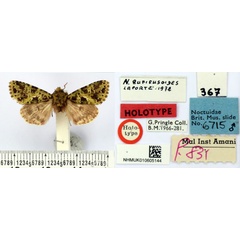 /filer/webapps/moths/media/images/R/rufifusoides_Nyodes_HT_BMNH.jpg