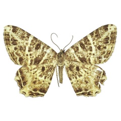 /filer/webapps/moths/media/images/U/ugandaria_Chorocotis_AF_BMNH.jpg