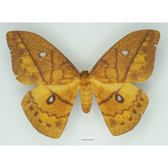 /filer/webapps/moths/media/images/I/imperator_Pseudantheraea_AF_Basquina.jpg